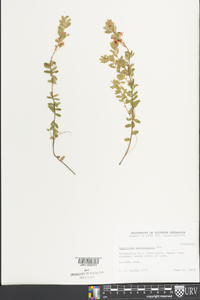 Vaccinium macrocarpon image