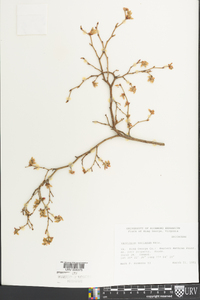 Vaccinium marianum image