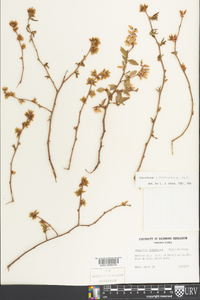 Vaccinium marianum image