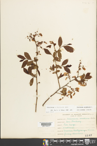 Vaccinium marianum image