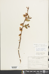 Vaccinium marianum image