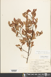 Vaccinium marianum image