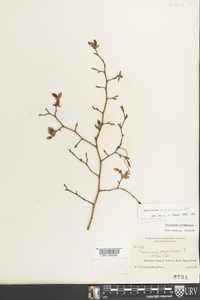 Vaccinium marianum image