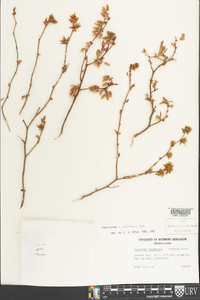 Vaccinium marianum image