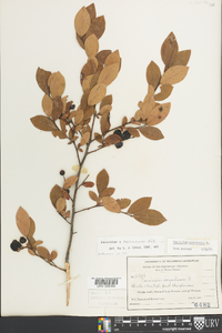 Vaccinium marianum image