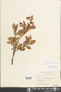 Vaccinium marianum image