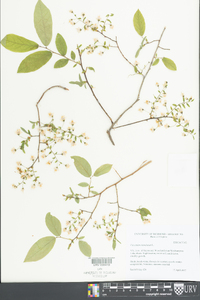 Vaccinium stamineum var. stamineum image