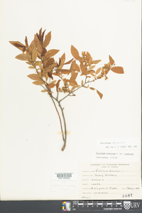 Vaccinium stamineum var. stamineum image