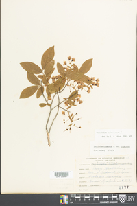 Vaccinium stamineum var. stamineum image