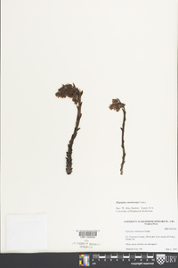 Hypopitys monotropa image