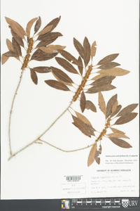 Sideroxylon salicifolium image