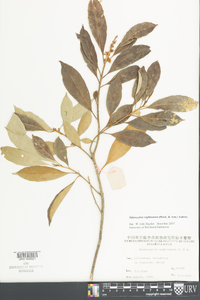 Sideroxylon wightianum image