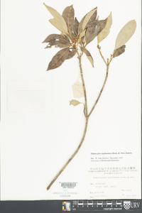 Sideroxylon wightianum image