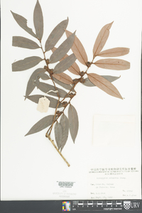 Diospyros eriantha image