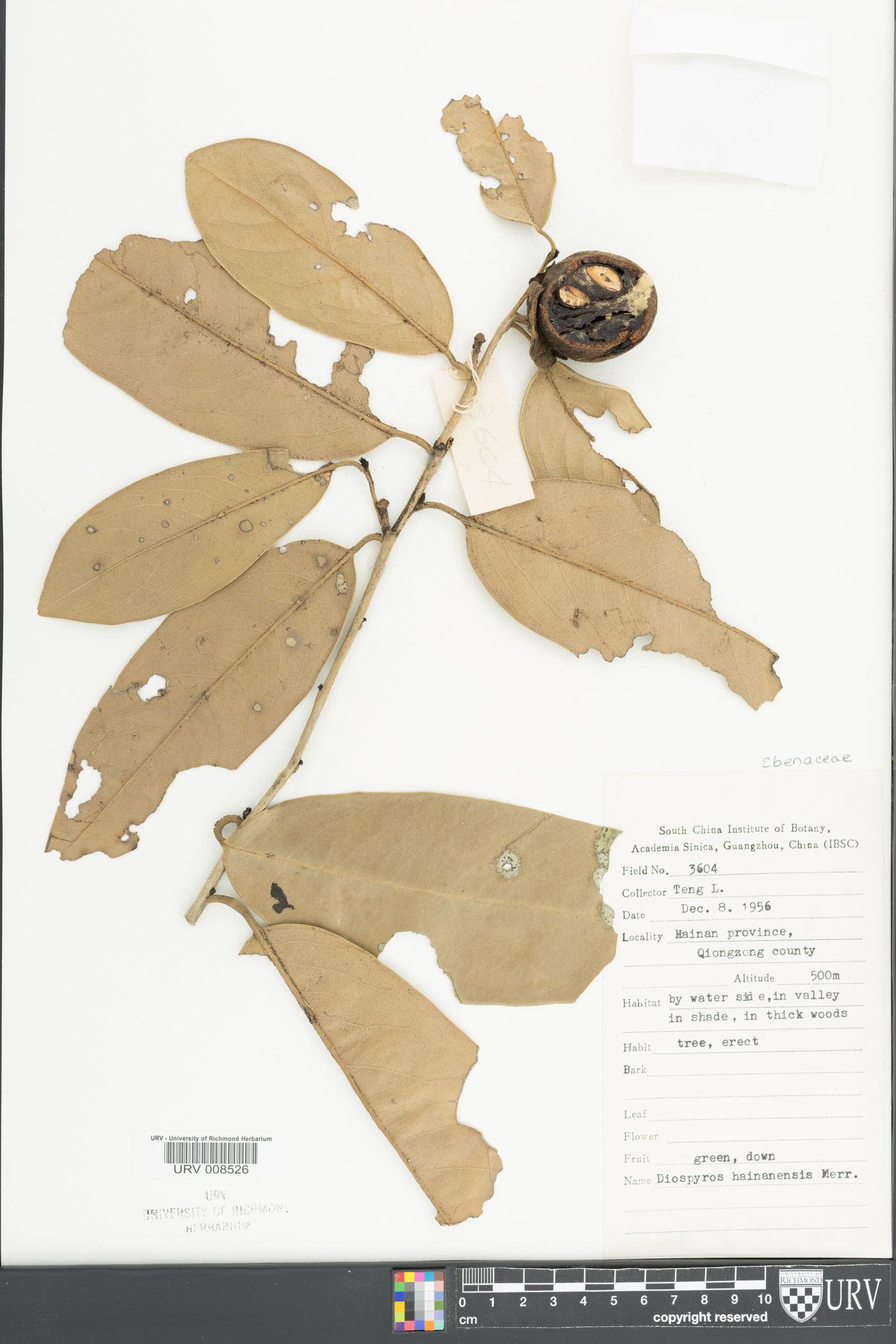 Diospyros hainanensis image