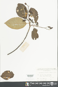 Alniphyllum fortunei image