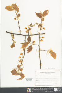 Halesia carolina image