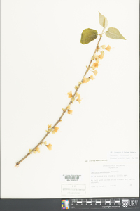 Halesia carolina image