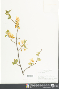 Halesia carolina image