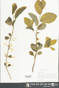 Halesia diptera image