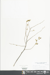 Styrax americanus image