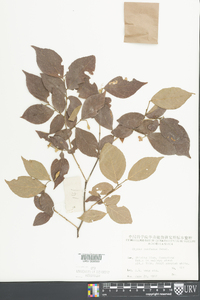 Image of Styrax confusus