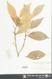 Styrax suberifolius image