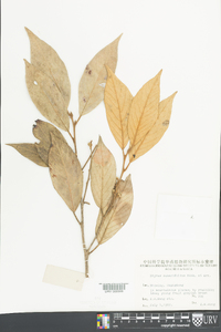 Styrax suberifolius image