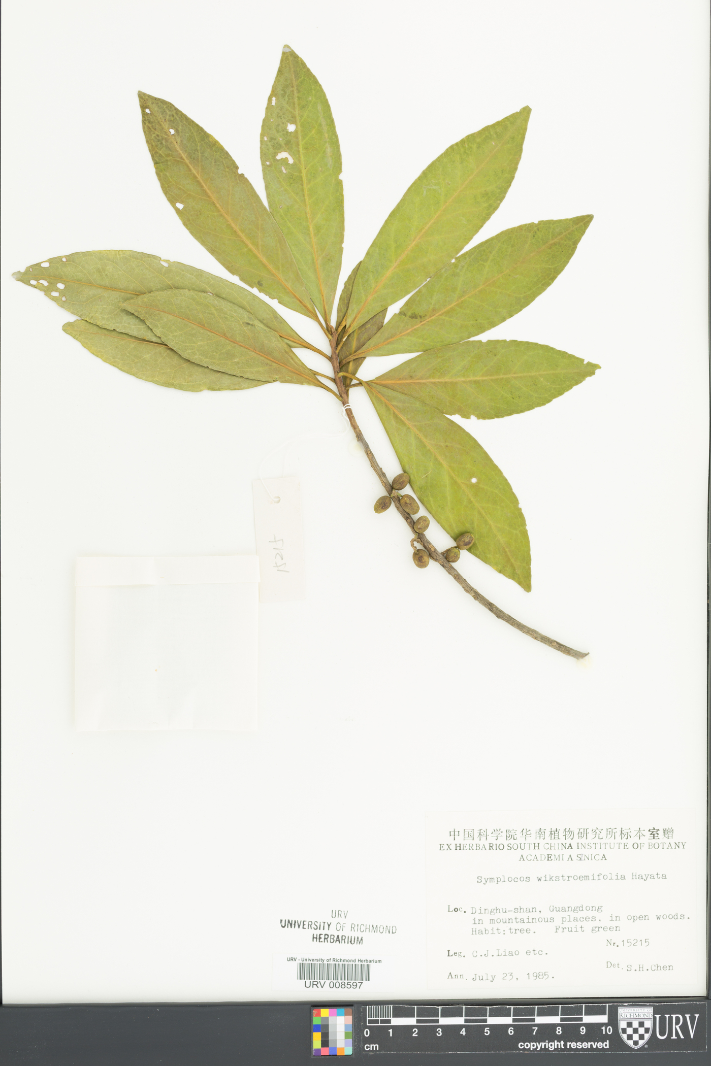 Symplocos wikstroemiifolia image