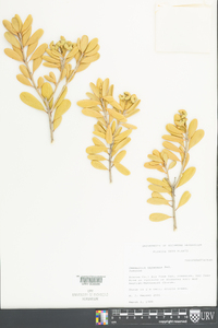 Jacquinia keyensis image