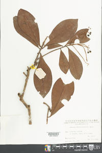 Ardisia densilepidotula image