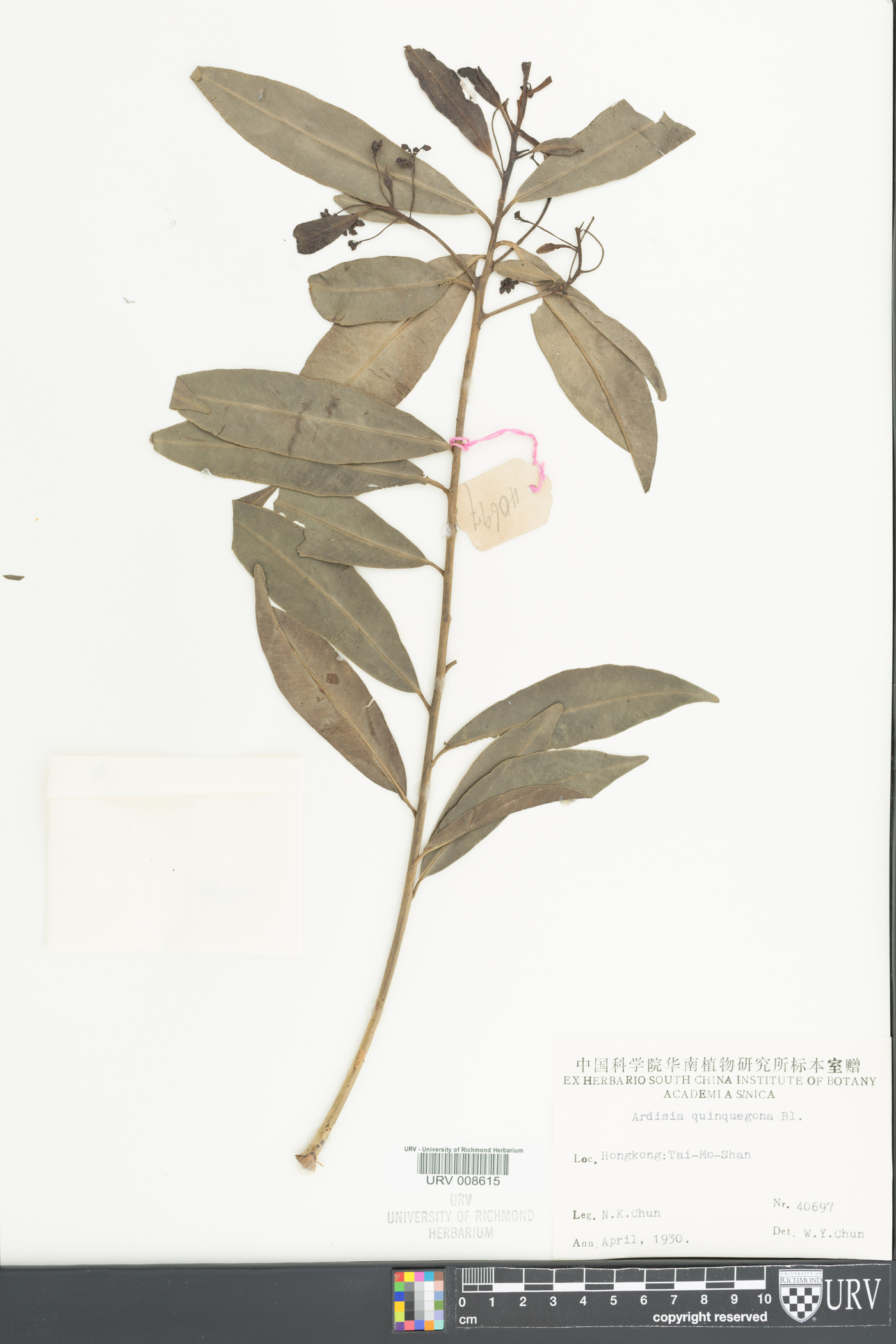 Ardisia quinquegona image