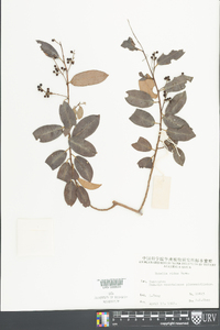 Embelia ribes image