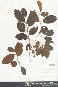 Image of Embelia scandens