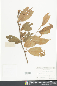 Maesa japonica image