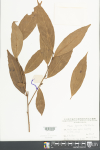 Maesa japonica image