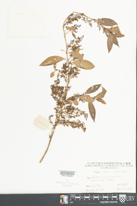 Maesa japonica image
