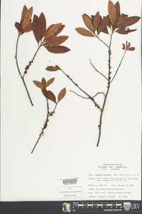 Myrsine coriacea image