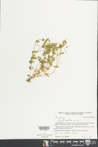 Lysimachia arvensis image