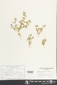 Lysimachia arvensis image