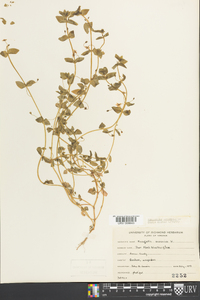 Lysimachia arvensis image