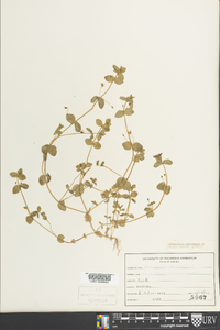 Lysimachia arvensis image