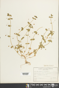 Lysimachia arvensis image