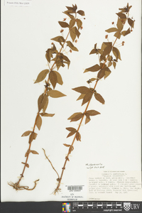 Lysimachia quadriflora image