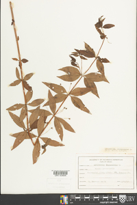 Lysimachia quadriflora image