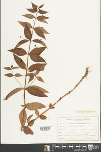 Lysimachia quadriflora image