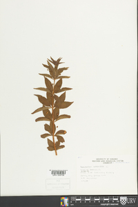 Lysimachia quadriflora image