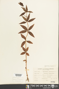 Lysimachia quadriflora image