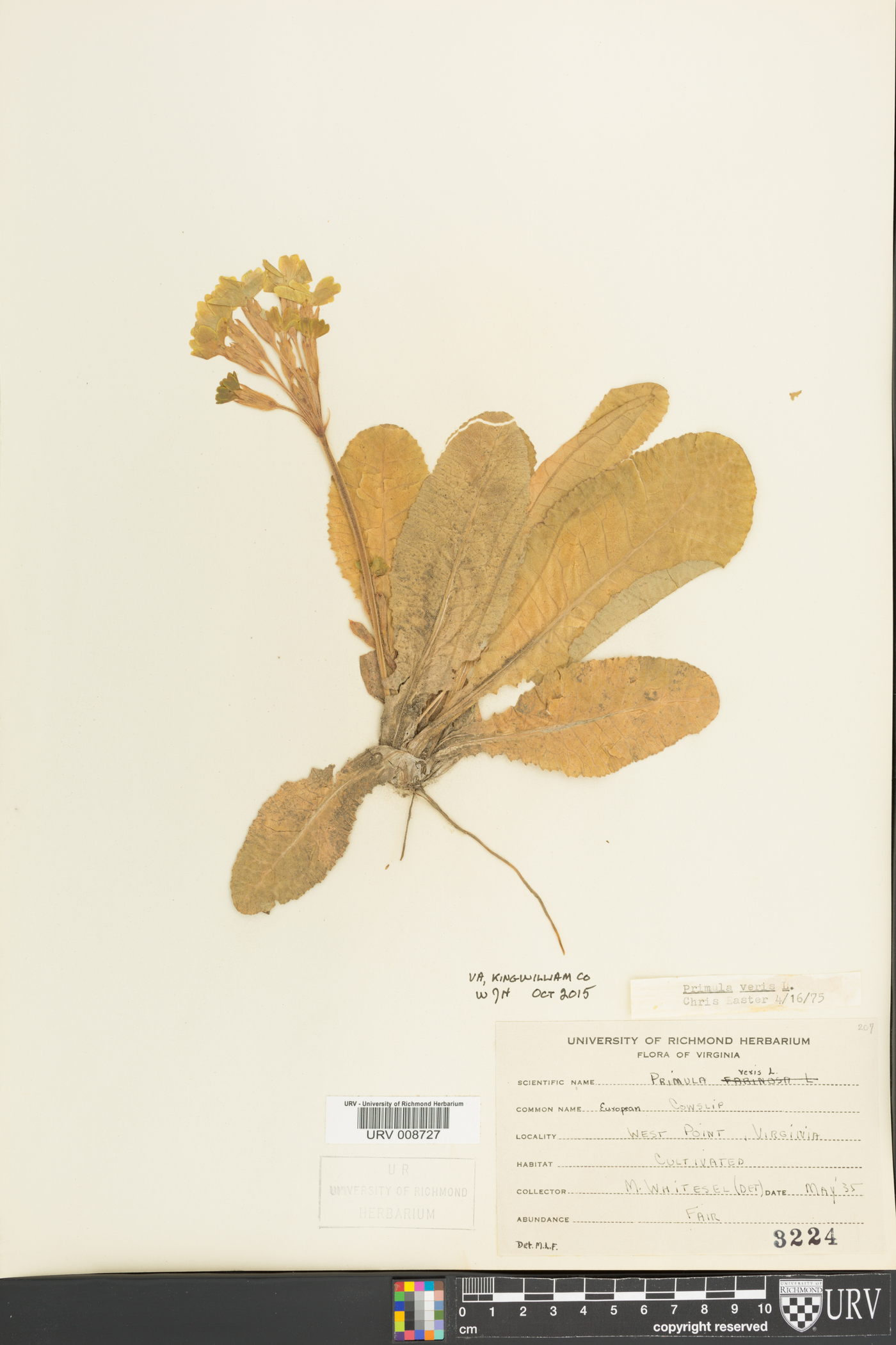 Primula veris image