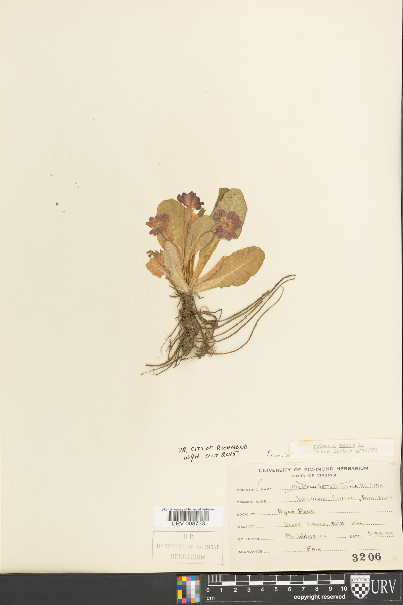 Primula veris image